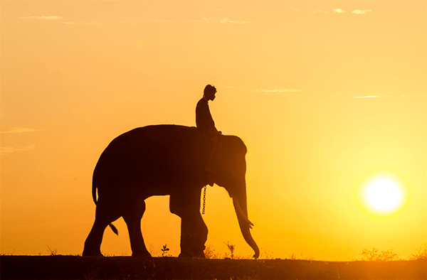 move_the_elephant Move the elephant